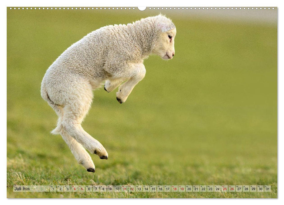 Springende Lämmer: Lebensfreude pur (CALVENDO Premium Wandkalender 2026)