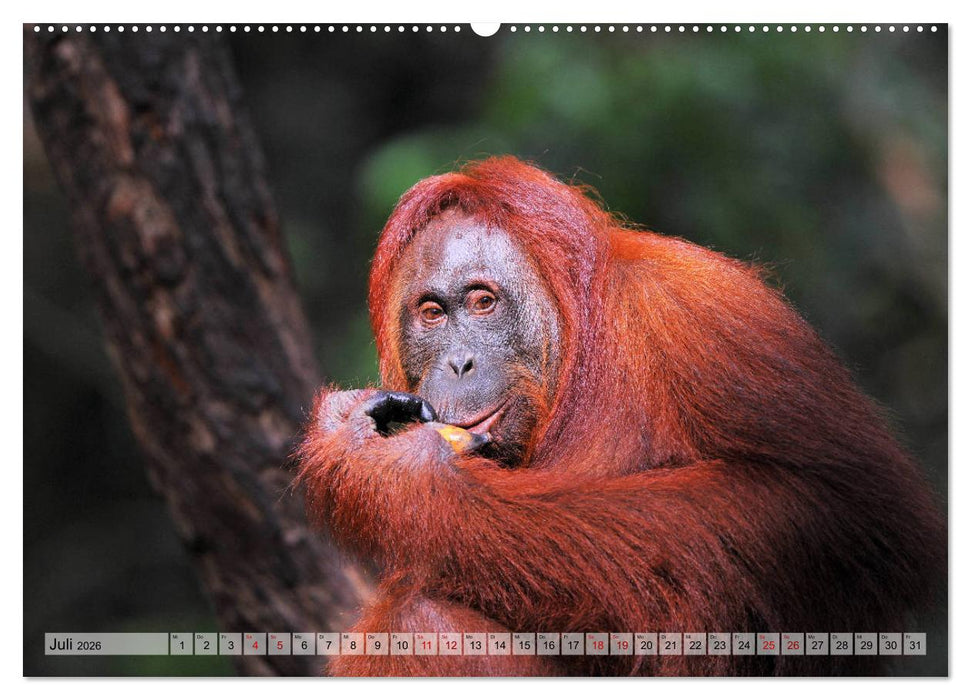 Orang Utans: Zu Besuch im Regenwald (CALVENDO Premium Wandkalender 2026)