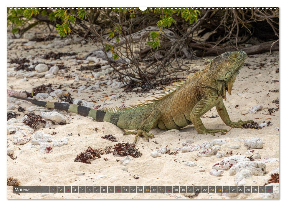 Kolumbien - Die Karibik (CALVENDO Wandkalender 2026)