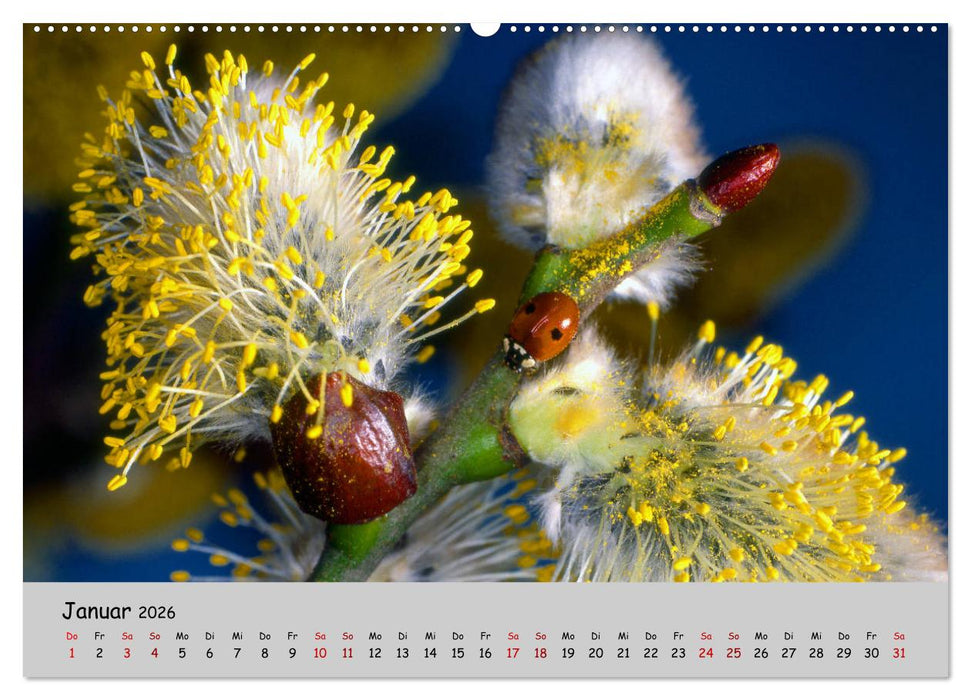 Blumen überall, zur Freude Menschen (CALVENDO Premium Wandkalender 2026)