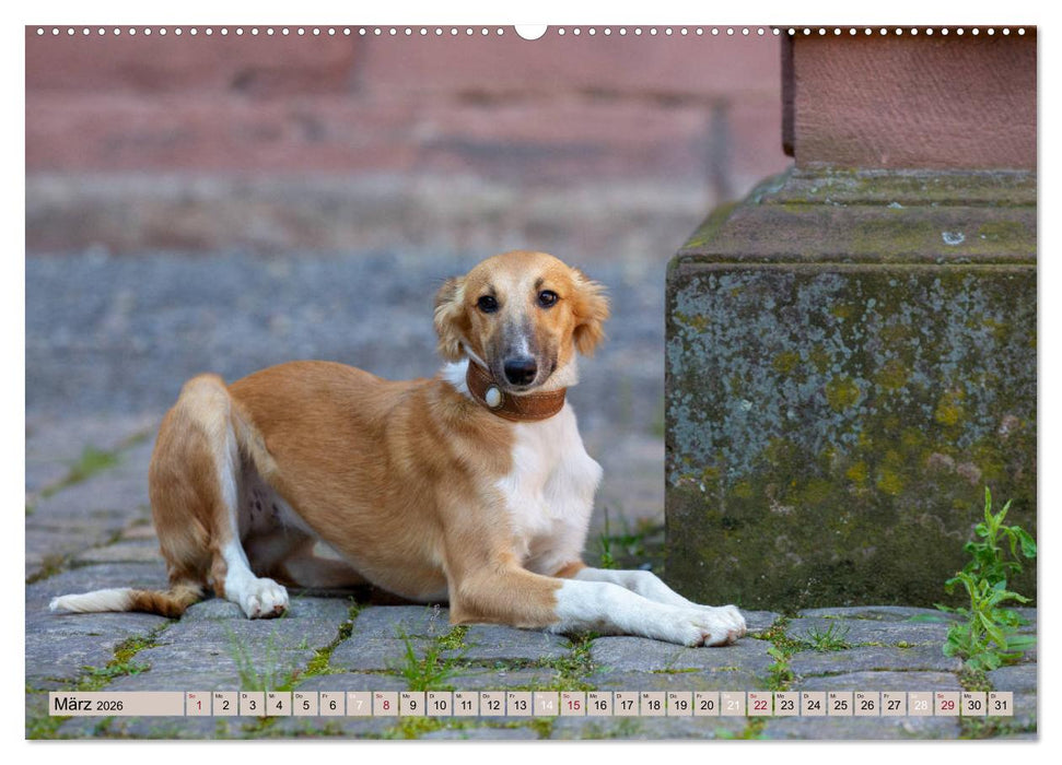 Elegante Silken Windsprite (CALVENDO Premium Wandkalender 2026)