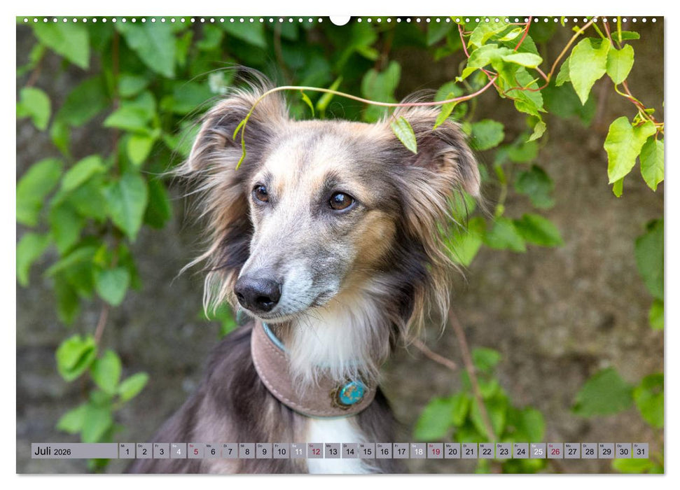 Elegante Silken Windsprite (CALVENDO Premium Wandkalender 2026)