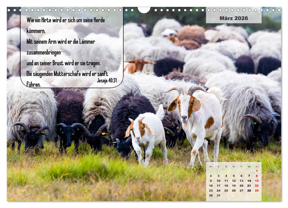 Bibelzitate, die Mut machen! (CALVENDO Wandkalender 2026)