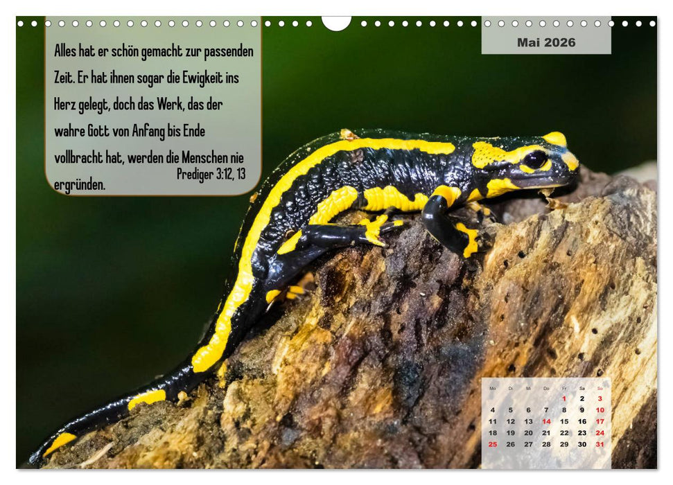 Bibelzitate, die Mut machen! (CALVENDO Wandkalender 2026)