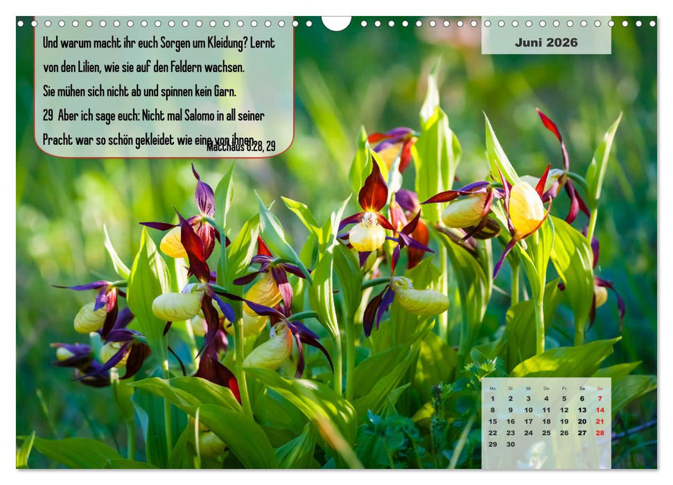 Bibelzitate, die Mut machen! (CALVENDO Wandkalender 2026)