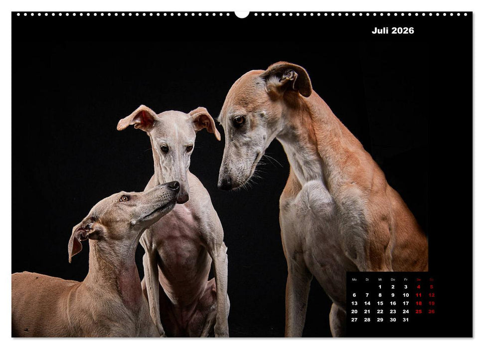 Die Stimme der Windhunde (CALVENDO Premium Wandkalender 2026)