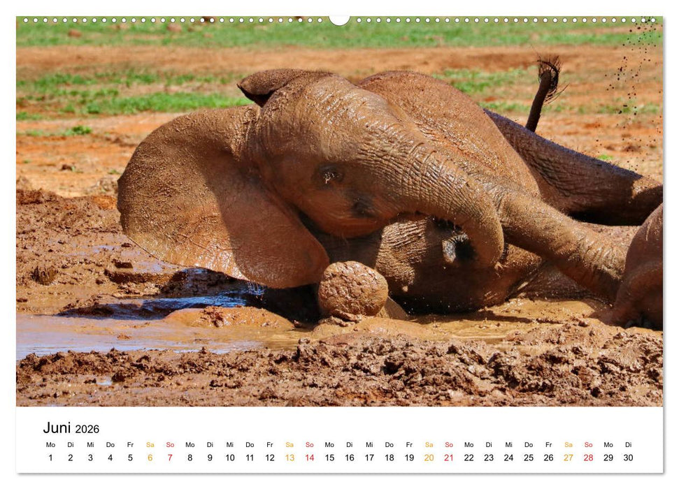 ADDO ELEPHANT NATIONAL PARK Elefanten Babies (CALVENDO Premium Wandkalender 2026)