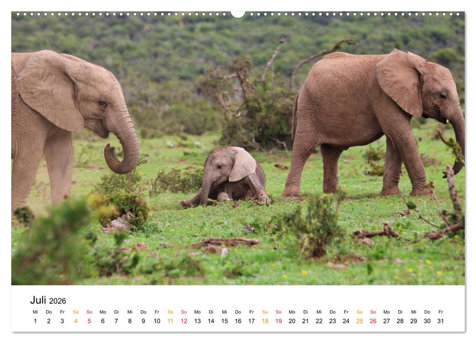 ADDO ELEPHANT NATIONAL PARK Elefanten Babies (CALVENDO Premium Wandkalender 2026)