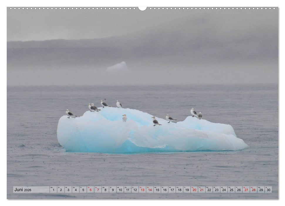 Grönland: Eisberge in der Disko Bucht (CALVENDO Premium Wandkalender 2026)