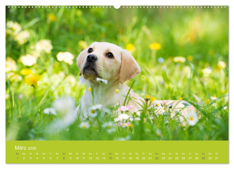 Traumschnauzen (CALVENDO Premium Wandkalender 2026)