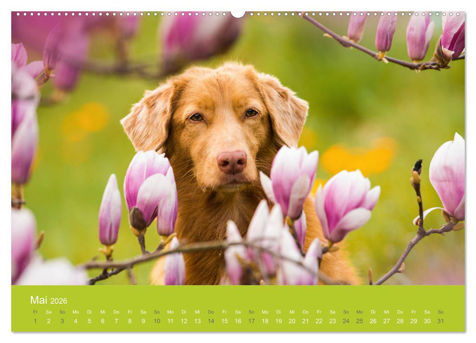 Traumschnauzen (CALVENDO Premium Wandkalender 2026)