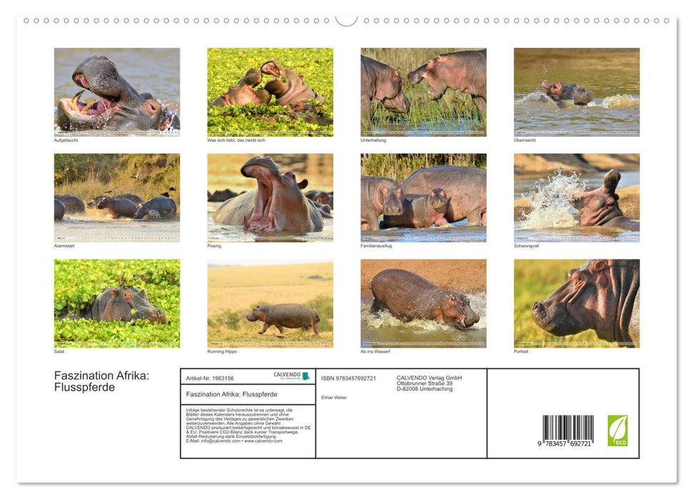 Faszination Afrika: Flusspferde (CALVENDO Premium Wandkalender 2026)