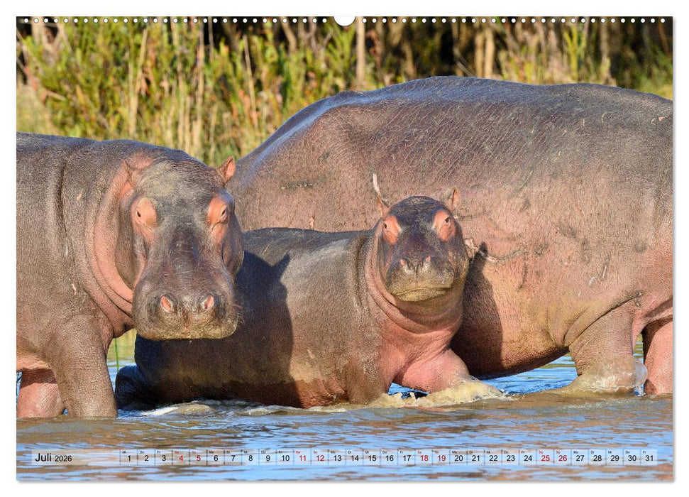 Faszination Afrika: Flusspferde (CALVENDO Premium Wandkalender 2026)