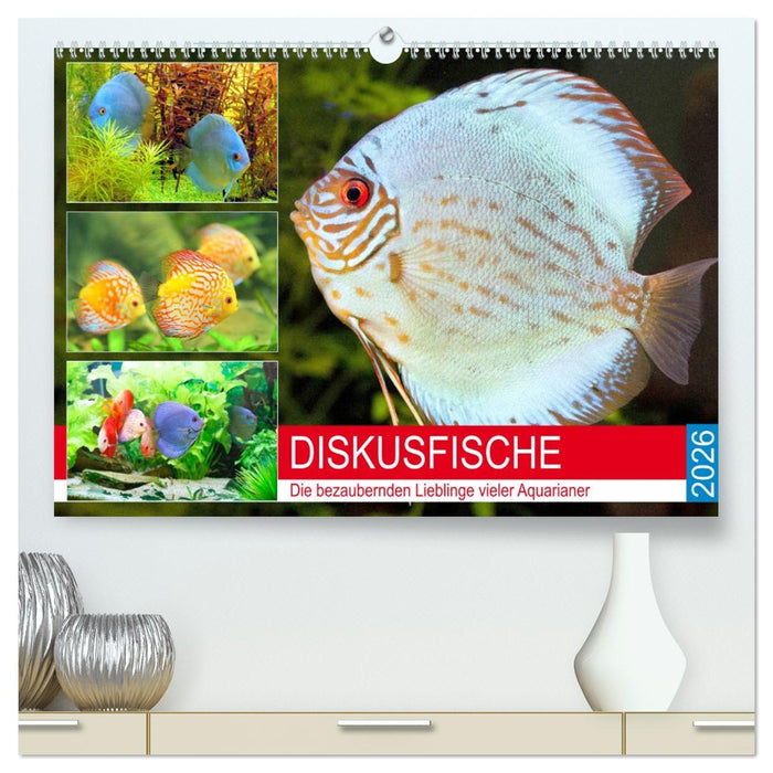 Diskusfische. Die bezaubernden Lieblinge vieler Aquarianer (CALVENDO Premium Wandkalender 2026)