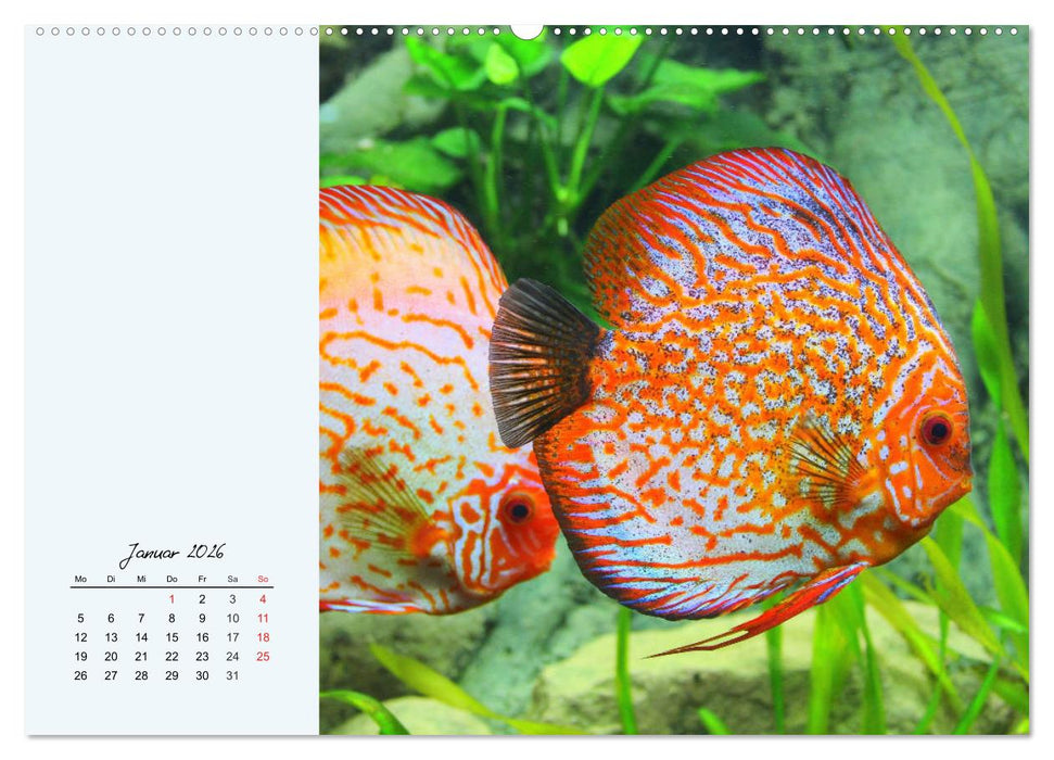 Diskusfische. Die bezaubernden Lieblinge vieler Aquarianer (CALVENDO Premium Wandkalender 2026)