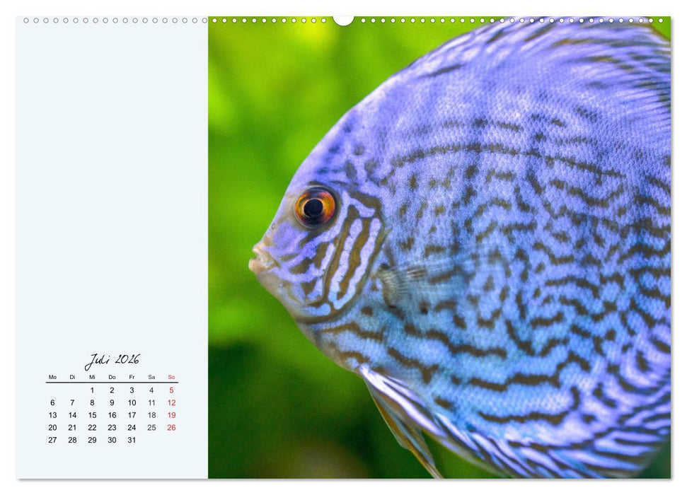 Diskusfische. Die bezaubernden Lieblinge vieler Aquarianer (CALVENDO Premium Wandkalender 2026)
