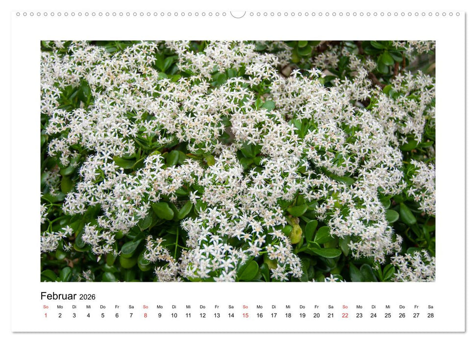 Kakteen und Sukkulenten (CALVENDO Premium Wandkalender 2026)