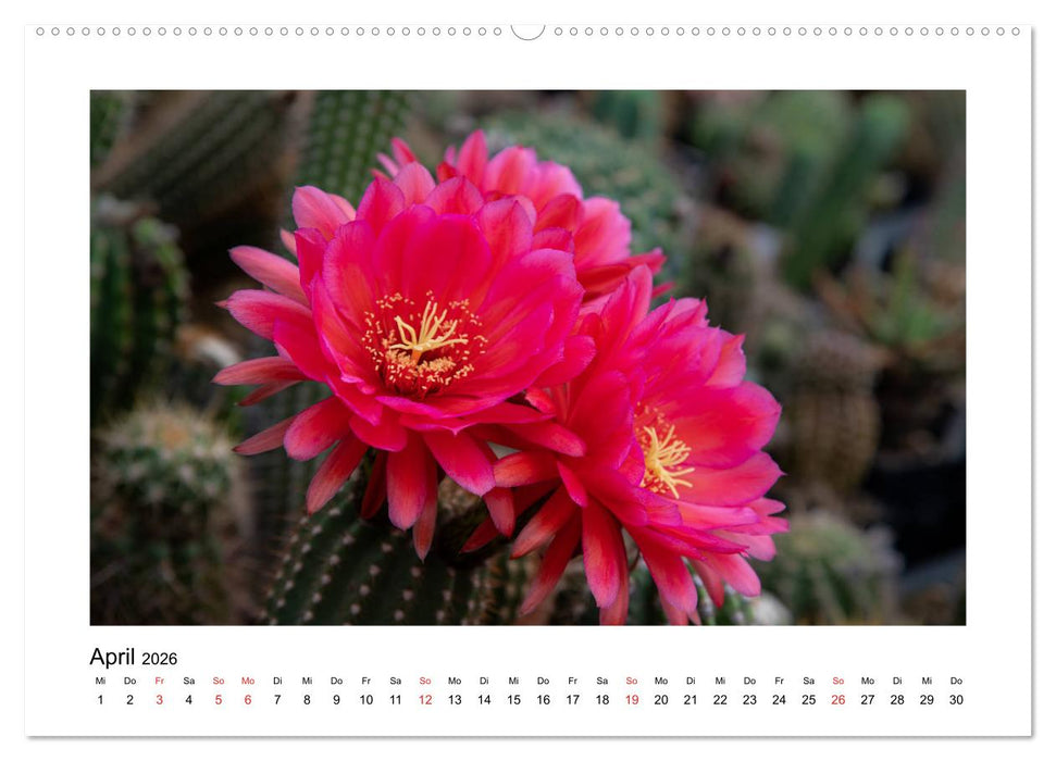Kakteen und Sukkulenten (CALVENDO Premium Wandkalender 2026)