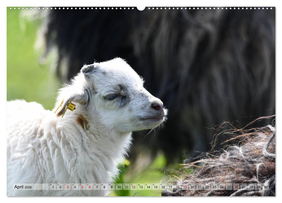 Schöne Insel Helgoland (CALVENDO Premium Wandkalender 2026)