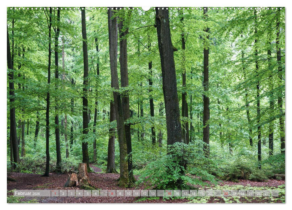 Teutoburger Wald - Natur und Kultur (CALVENDO Premium Wandkalender 2026)