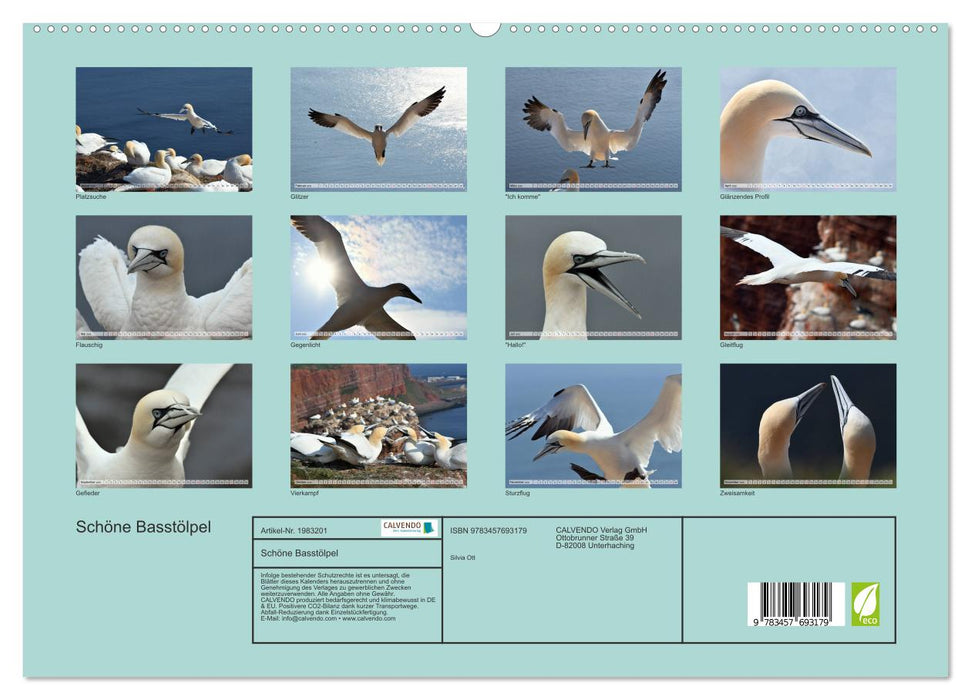 Schöne Basstölpel (CALVENDO Premium Wandkalender 2026)