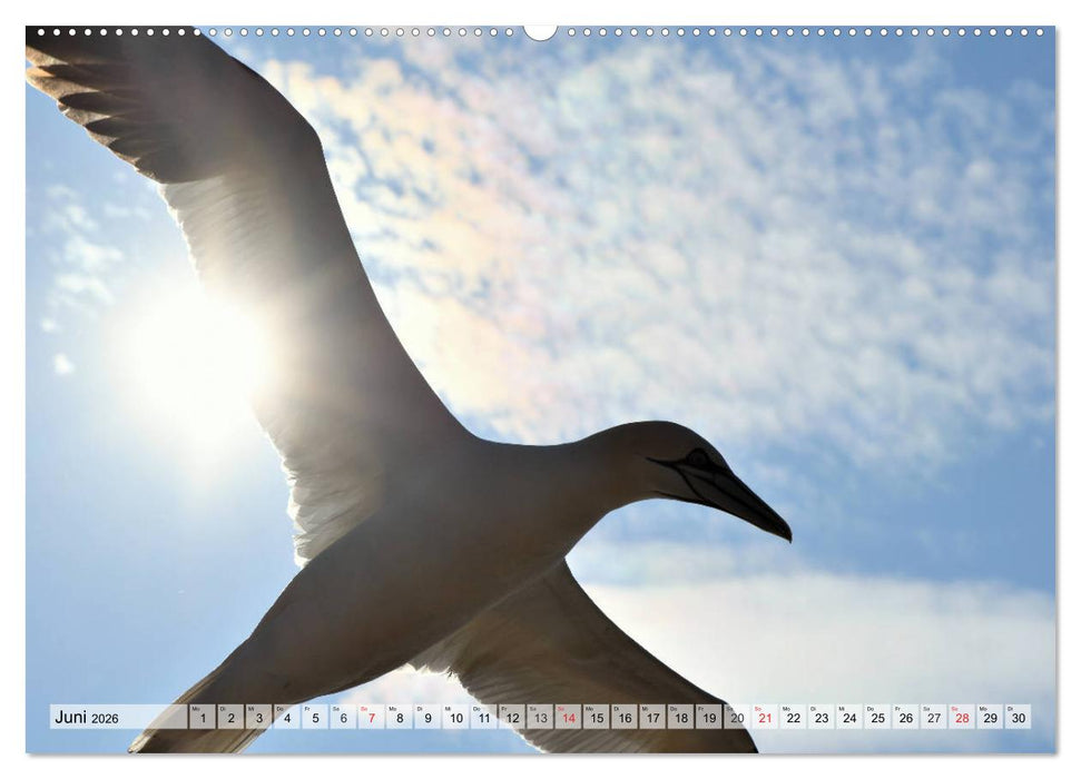 Schöne Basstölpel (CALVENDO Premium Wandkalender 2026)