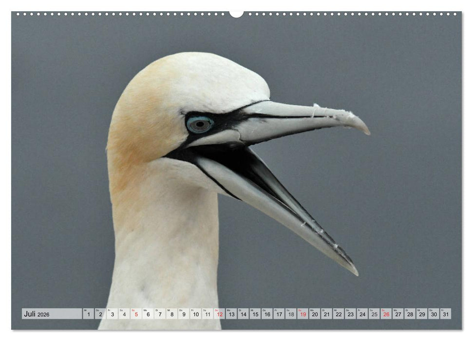 Schöne Basstölpel (CALVENDO Premium Wandkalender 2026)