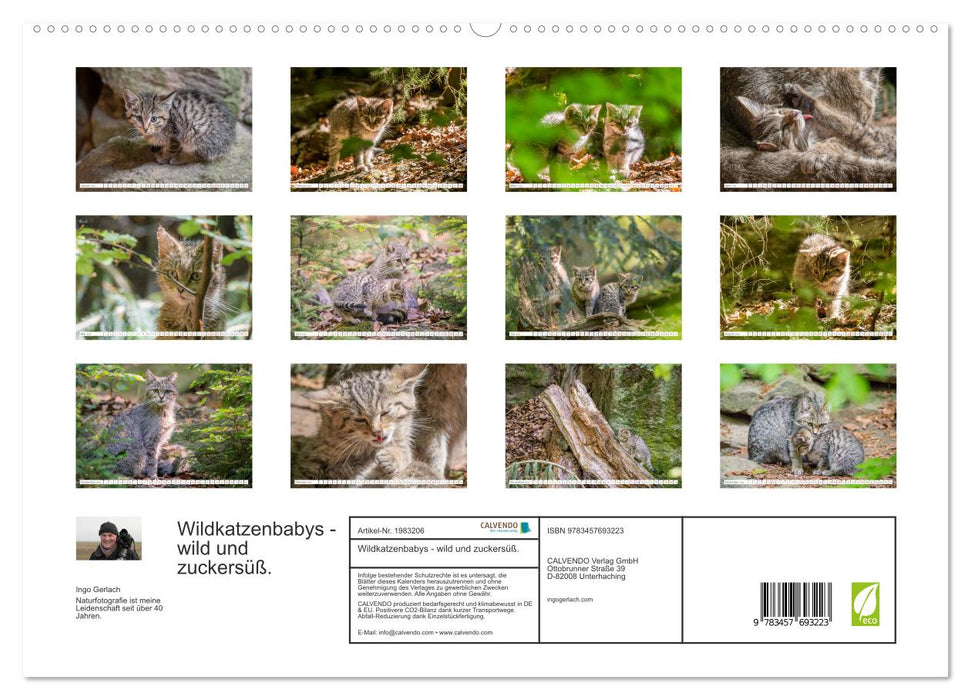 Wildkatzenbabys - wild und zuckersüß. (CALVENDO Premium Wandkalender 2026)