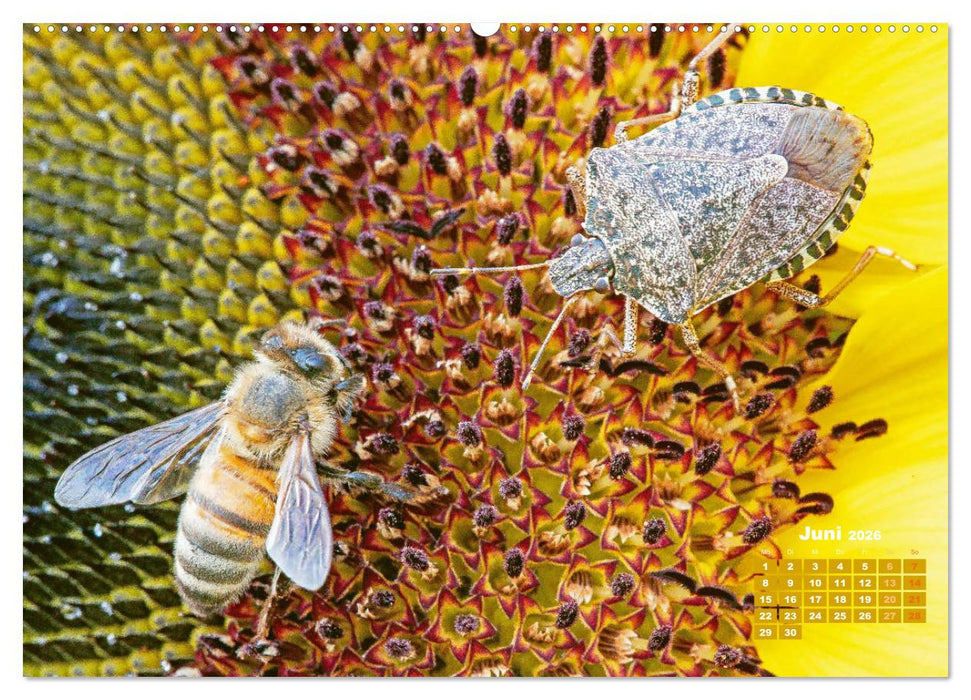 Ein Leben für den Honig - Bienen und Imker (CALVENDO Wandkalender 2026)
