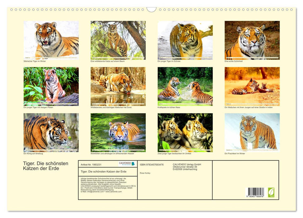 Tiger. Die schönsten Katzen der Erde (CALVENDO Wandkalender 2026)
