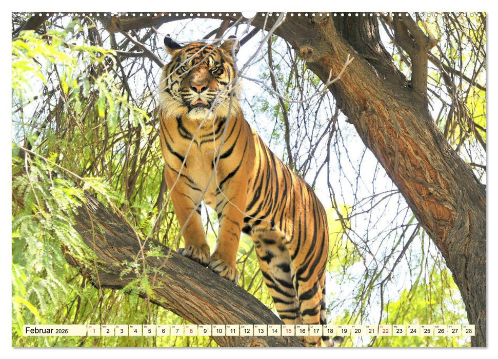 Tiger. Die schönsten Katzen der Erde (CALVENDO Wandkalender 2026)