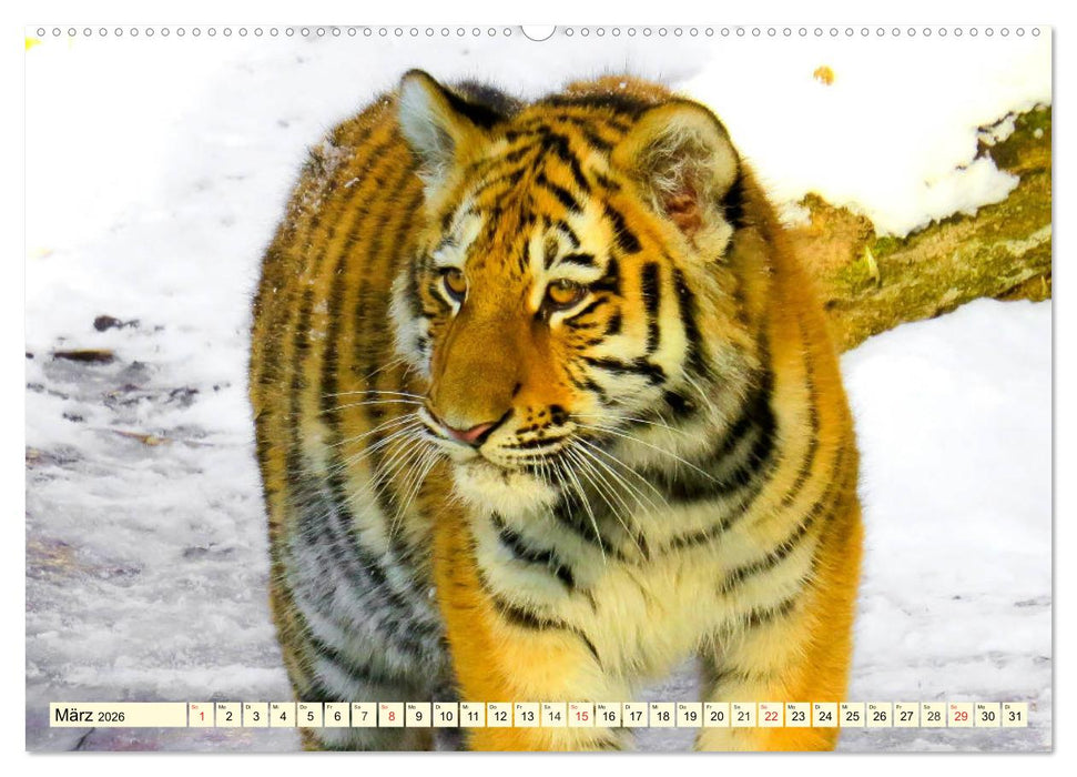 Tiger. Die schönsten Katzen der Erde (CALVENDO Wandkalender 2026)