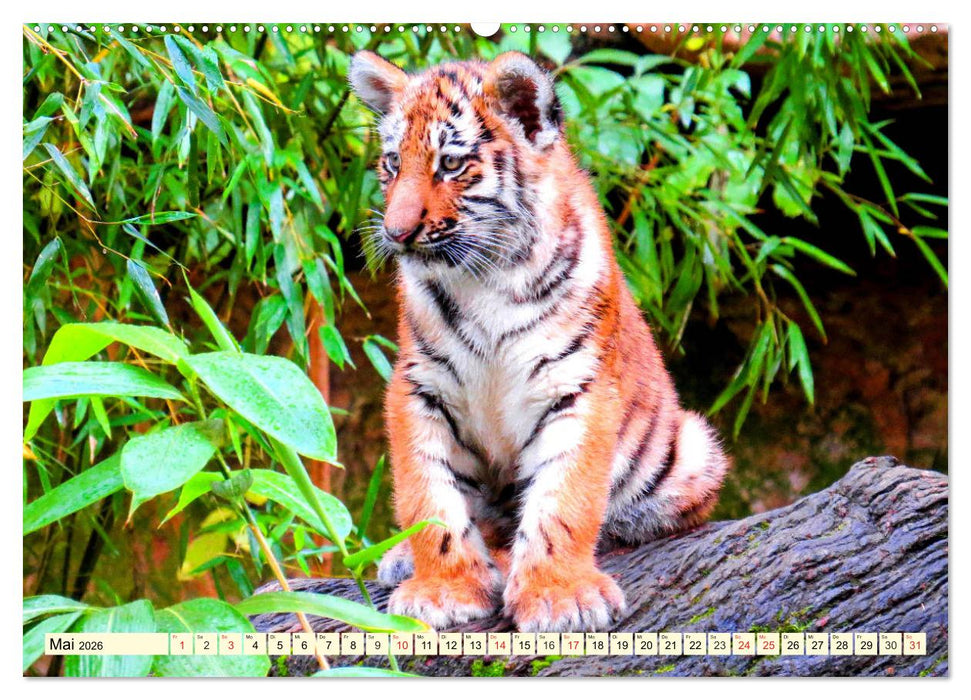 Tiger. Die schönsten Katzen der Erde (CALVENDO Wandkalender 2026)