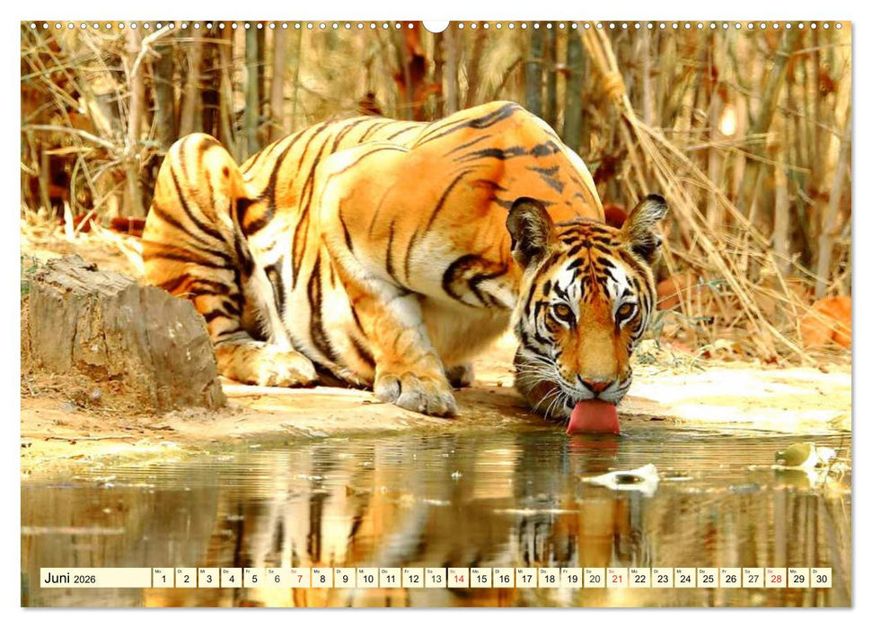Tiger. Die schönsten Katzen der Erde (CALVENDO Wandkalender 2026)