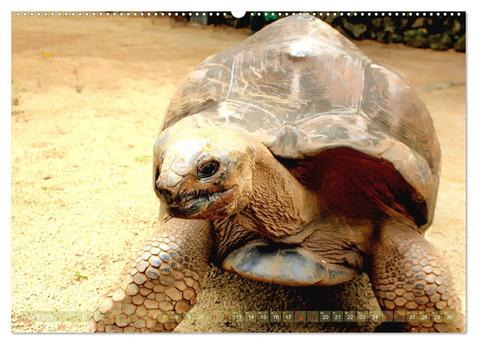 Mauritius - Die Perle im Indischen Ozean (CALVENDO Premium Wandkalender 2026)