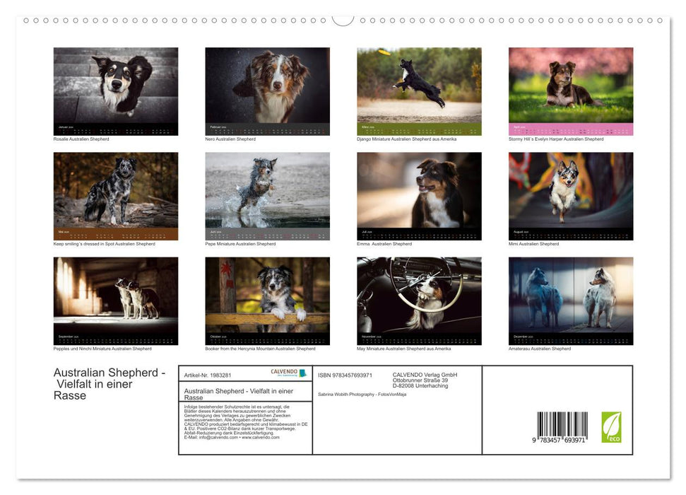 Australian Shepherd - Vielfalt in einer Rasse (CALVENDO Premium Wandkalender 2026)