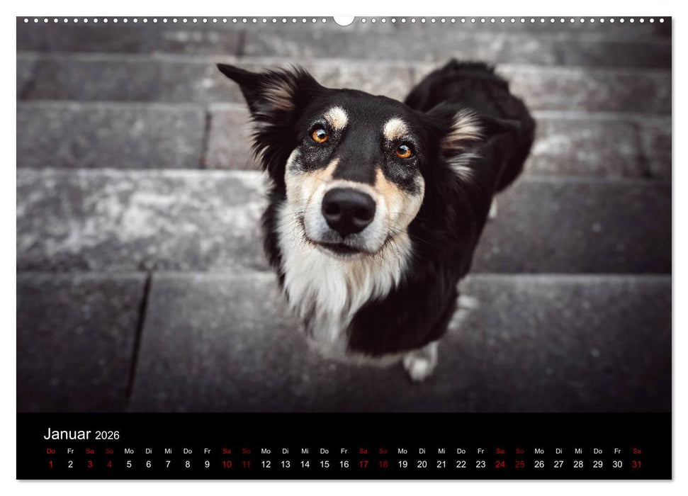 Australian Shepherd - Vielfalt in einer Rasse (CALVENDO Premium Wandkalender 2026)
