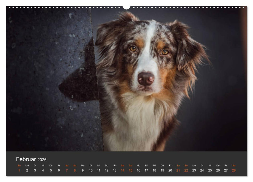 Australian Shepherd - Vielfalt in einer Rasse (CALVENDO Premium Wandkalender 2026)