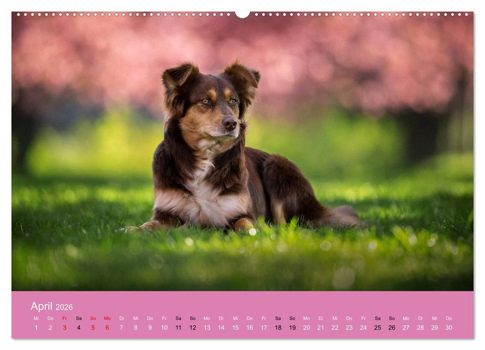 Australian Shepherd - Vielfalt in einer Rasse (CALVENDO Premium Wandkalender 2026)