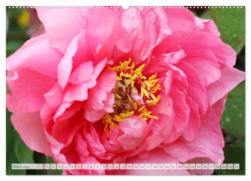 Pfingstrosenblüten (CALVENDO Premium Wandkalender 2026)
