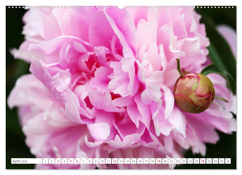 Pfingstrosenblüten (CALVENDO Premium Wandkalender 2026)