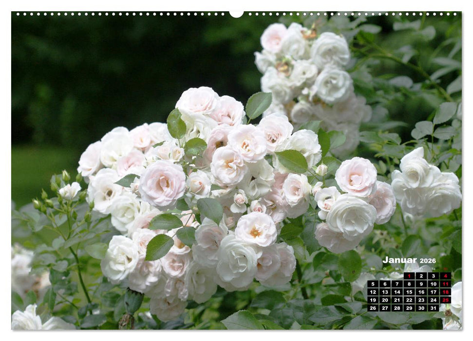 Magie der Rosen (CALVENDO Premium Wandkalender 2026)