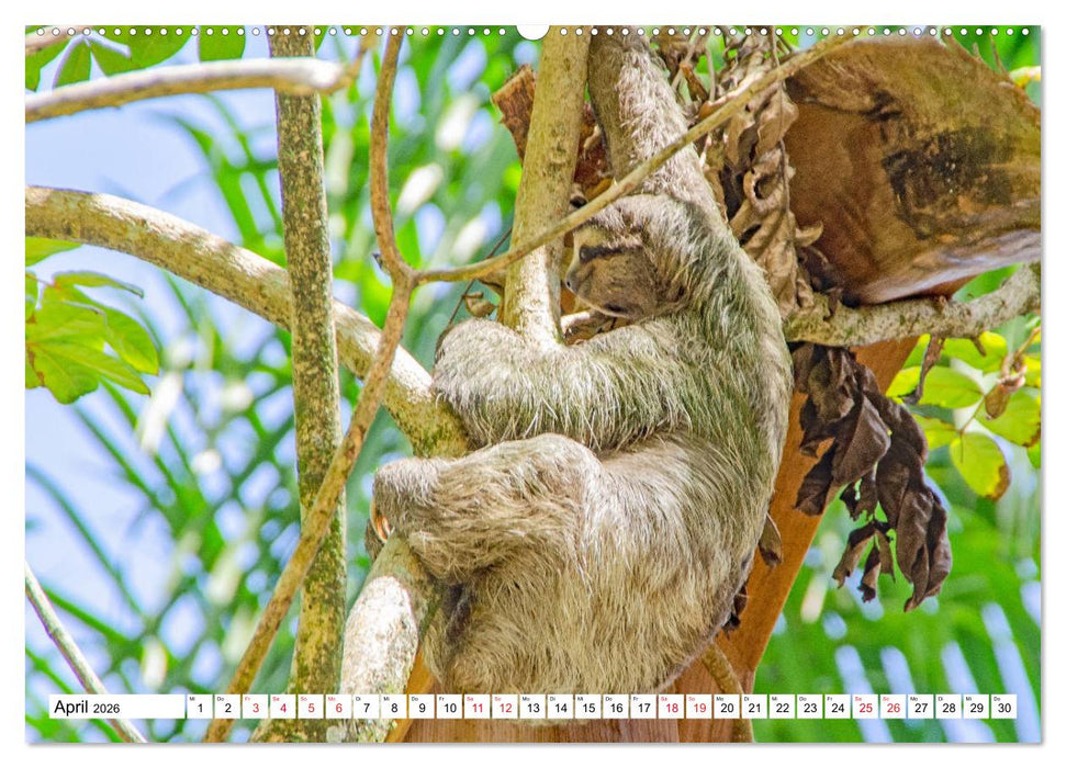 Traumziele Mittelamerikas - Costa Rica, Panama und Kolumbien (CALVENDO Premium Wandkalender 2026)