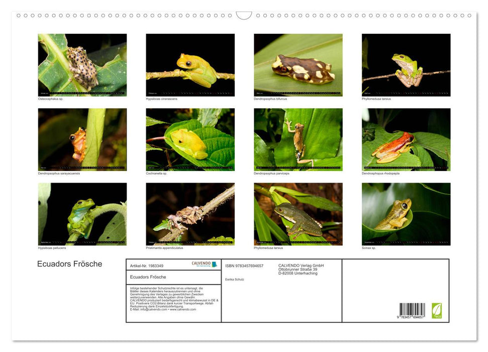 Ecuadors Frösche (CALVENDO Wandkalender 2026)