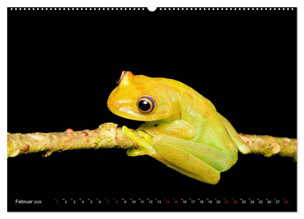 Ecuadors Frösche (CALVENDO Wandkalender 2026)