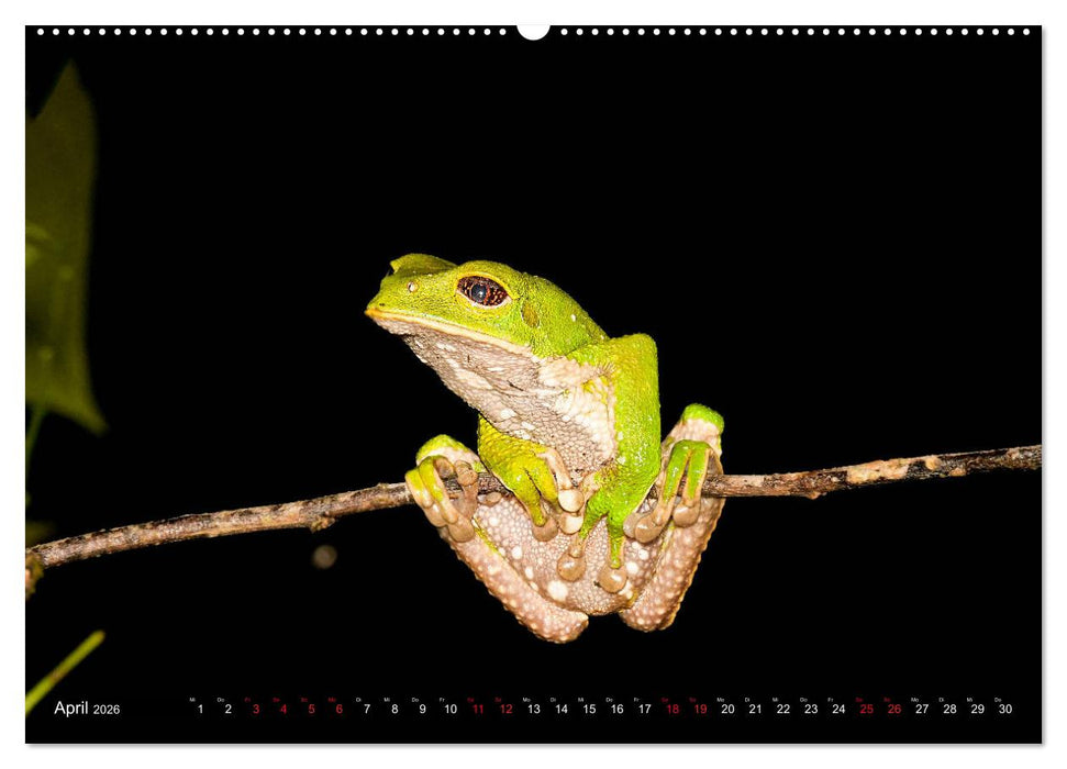 Ecuadors Frösche (CALVENDO Wandkalender 2026)