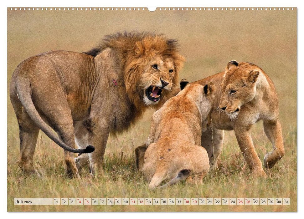 Faszination Afrika: Löwen (CALVENDO Premium Wandkalender 2026)
