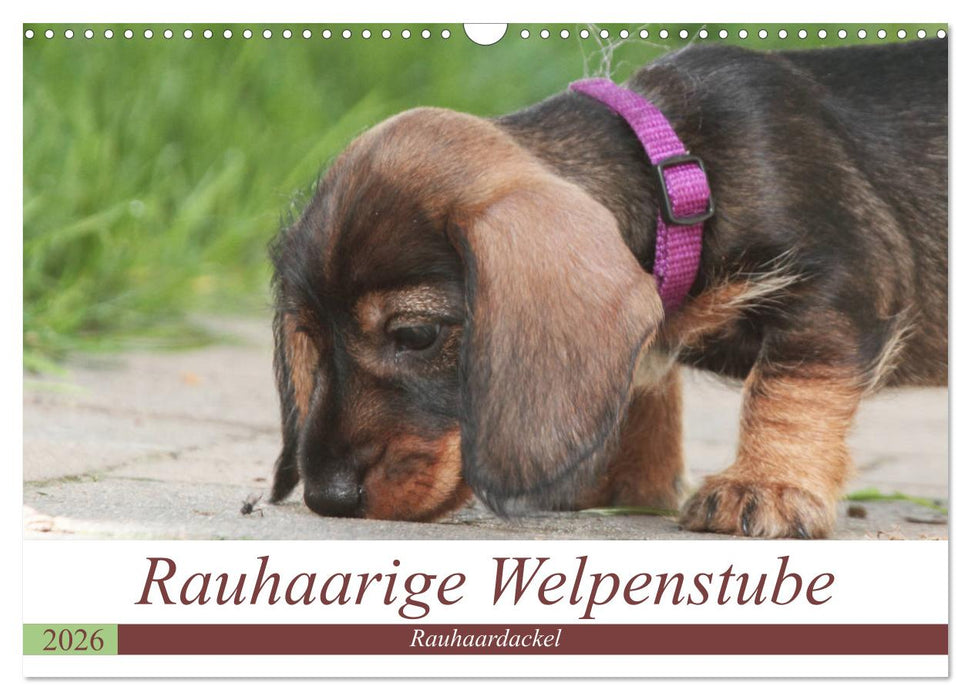 Rauhaarige Welpenstube (CALVENDO Wandkalender 2026)