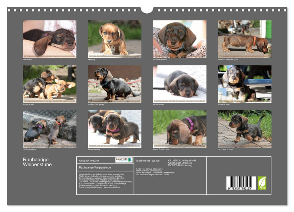 Rauhaarige Welpenstube (CALVENDO Wandkalender 2026)
