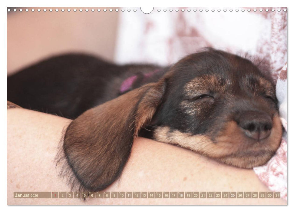 Rauhaarige Welpenstube (CALVENDO Wandkalender 2026)